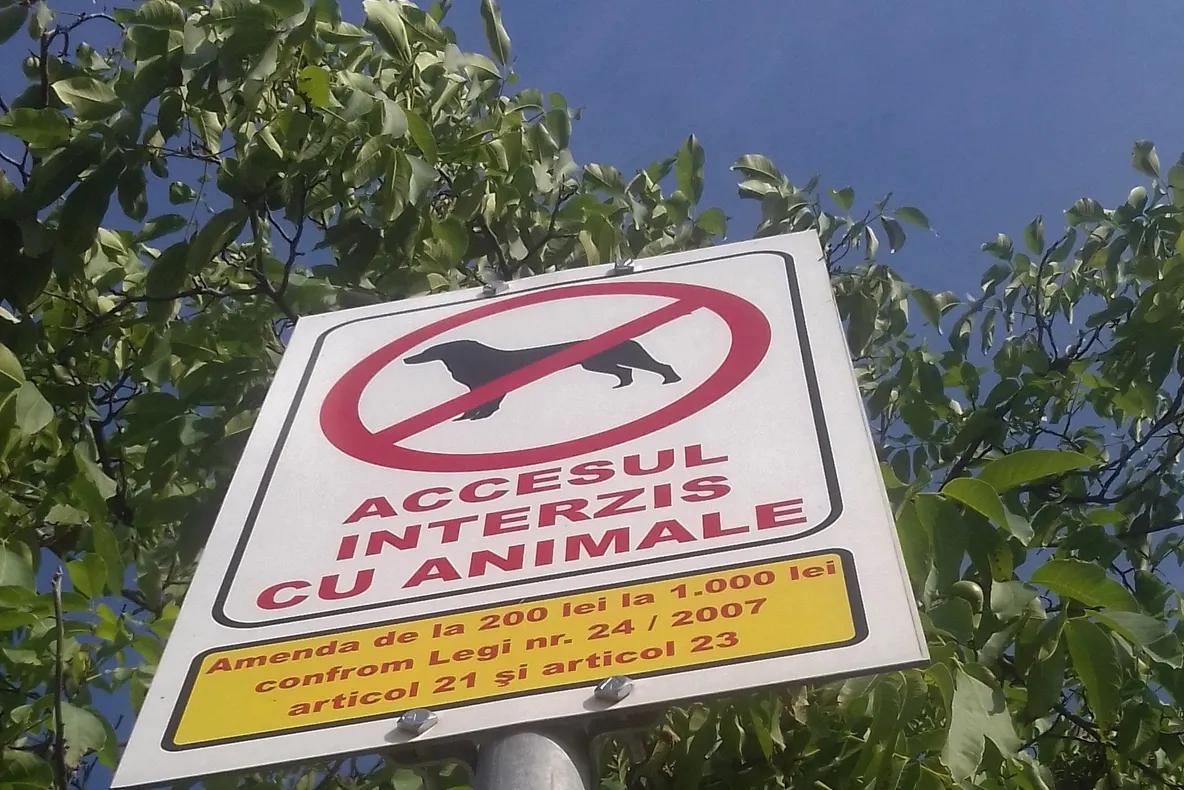 Limba noastră a fost o comoară. ''Virusul Dăncilă'' a ajuns la Zalău!