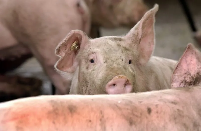 Un nou caz de pestă porcină a fost confirmat în Sălaj