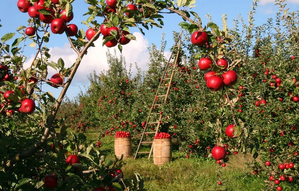 Joburi europene pentru sălăjeni. 150 de locuri de  muncă în agricultura Spaniei