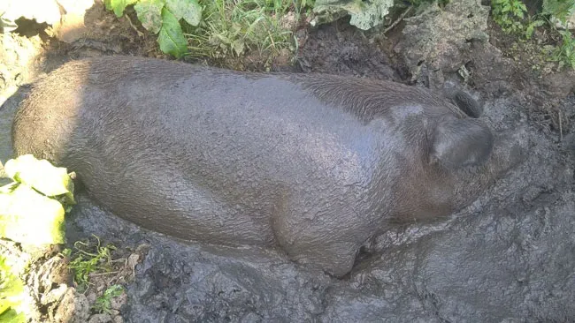Pestă porcină într-o gospodărie din Bobota. Rezultatul pozitiv, trimis la Bucureşti pentru analiza finală