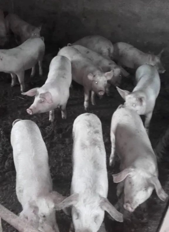 Noi măsuri de prevenire a răspândirii pestei porcine. Prefectul cere mai multă implicare