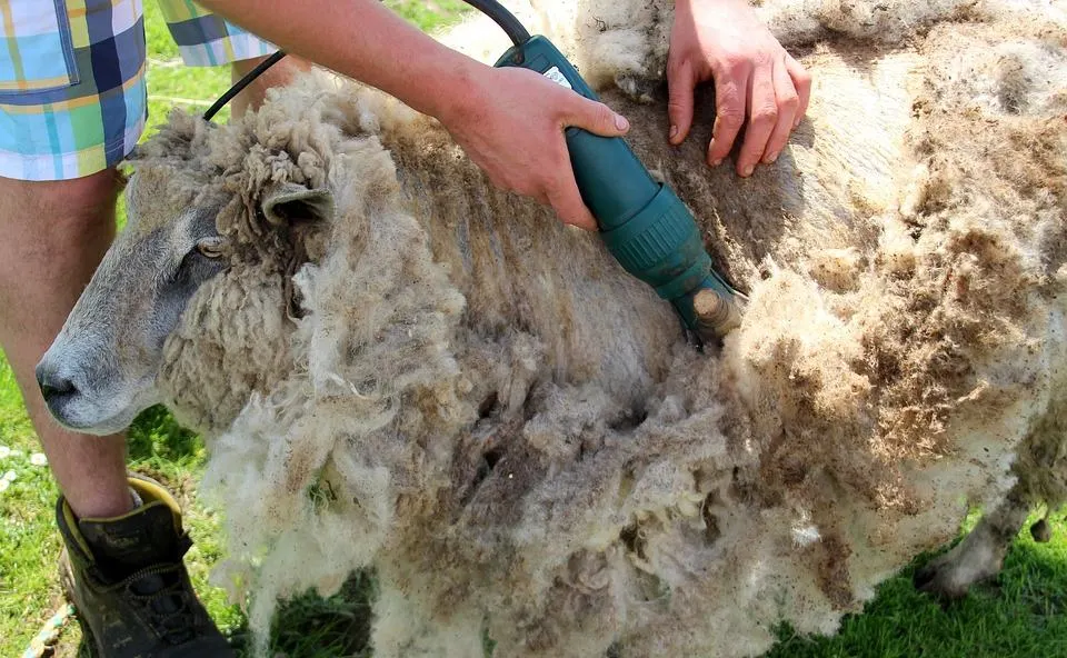 Oierii din Sălaj, în prag de faliment. 0,20 de lei kilogramul de lână