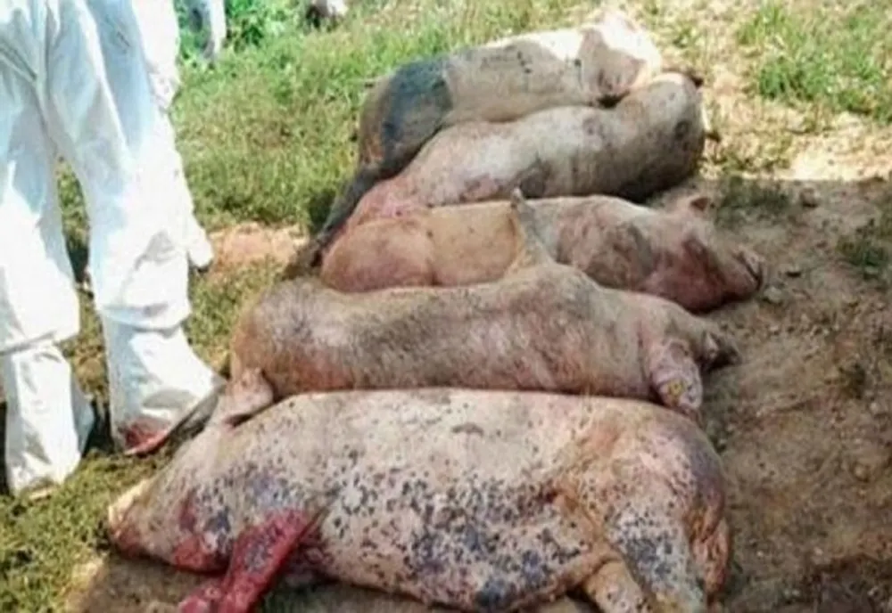 10 focare de pestă porcină în Sălaj! S-a făcut plângere penală
