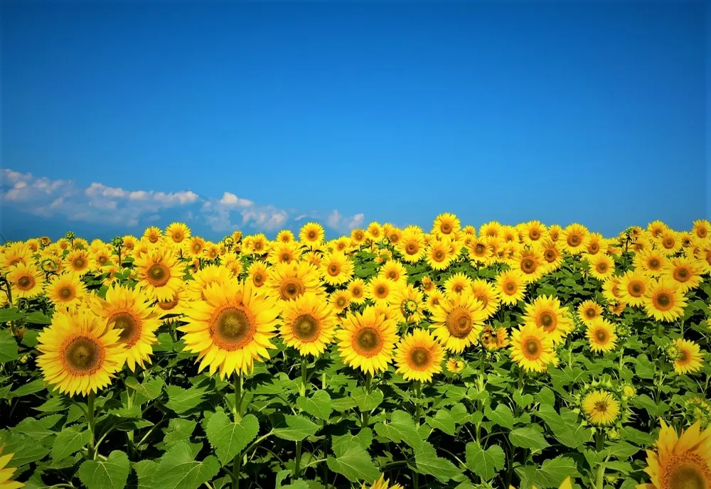 România are suficiente semințe 