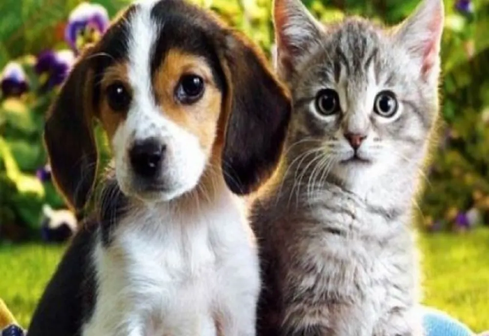 Singurul animal din lume care știe să MINTĂ. Toți îl consideră prostuț, dar e mai deștept decât credeai!