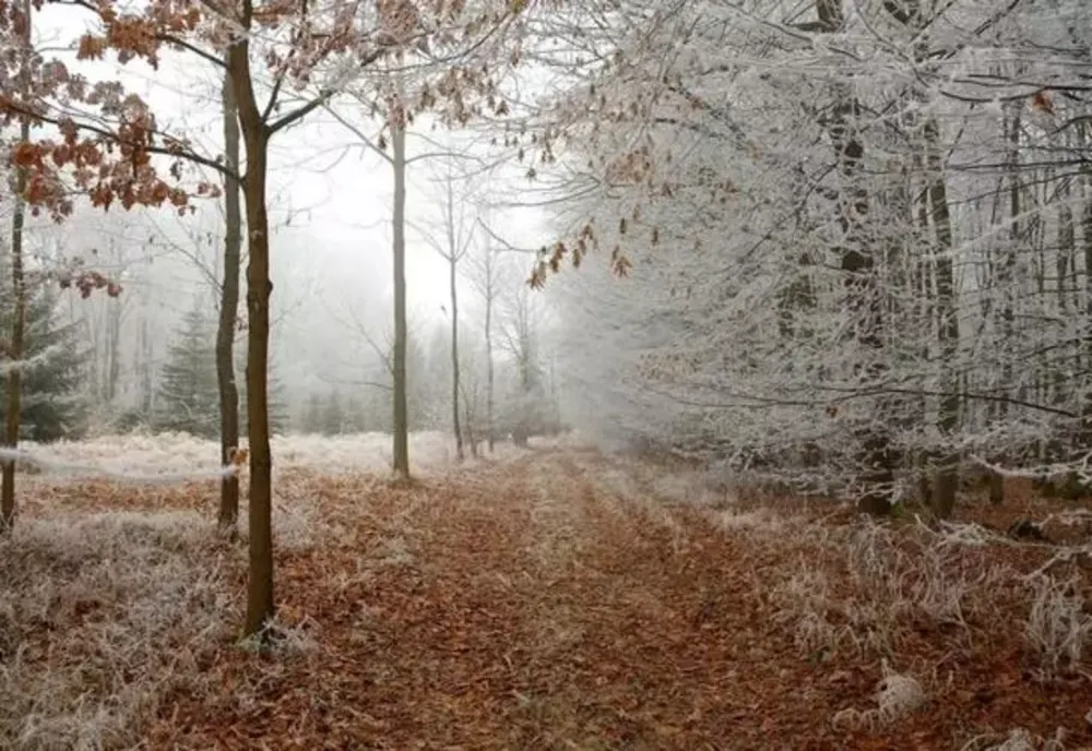 Prognoza meteo 12 decembrie. Cum va fi vremea azi