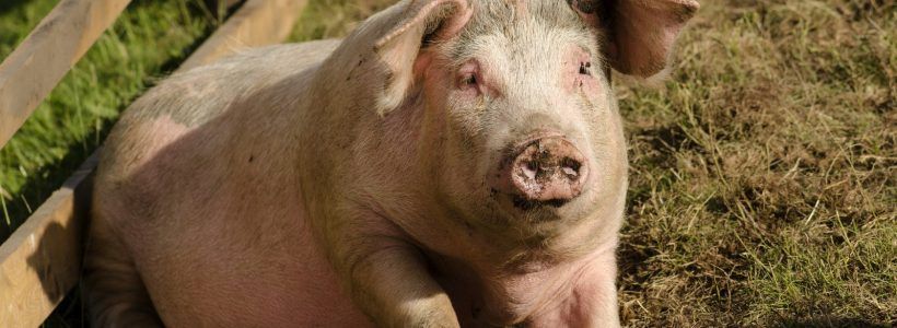 Sălajul, pe harta pestei porcine africane. Crescătorii, atenționați de Ministerul Agriculturii