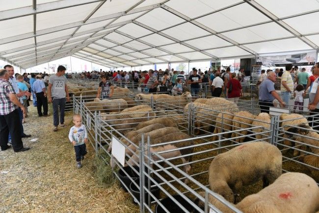 Pesta porcină africană închide târgurile în Sălaj