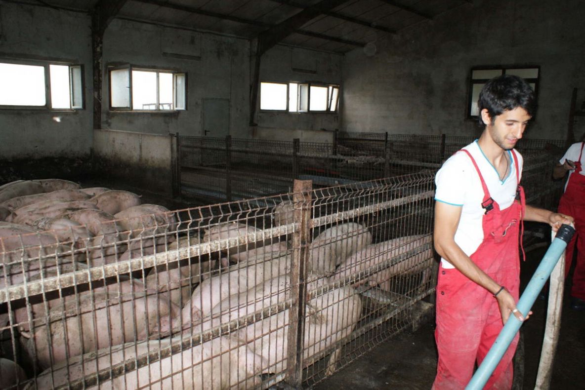 "Tânăr român, fermier european!". Concurs cu premii pentru tinerii fermieri