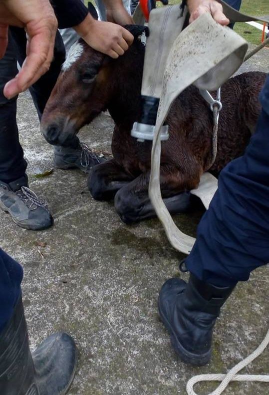 Pompierii au salvat un mânz căzut într-un bazin de apă