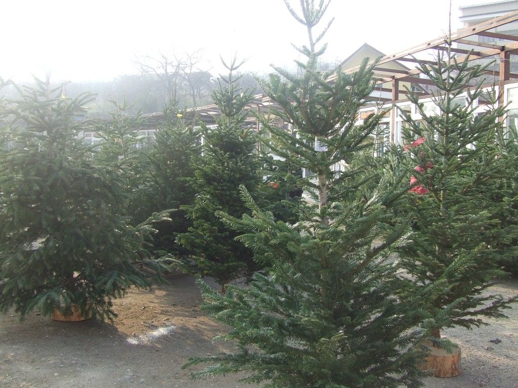 Direcția Silvică scoate la vânzare pomi de Crăciun. Prețurile sunt cuprinse între 15 și 25 de lei bucata