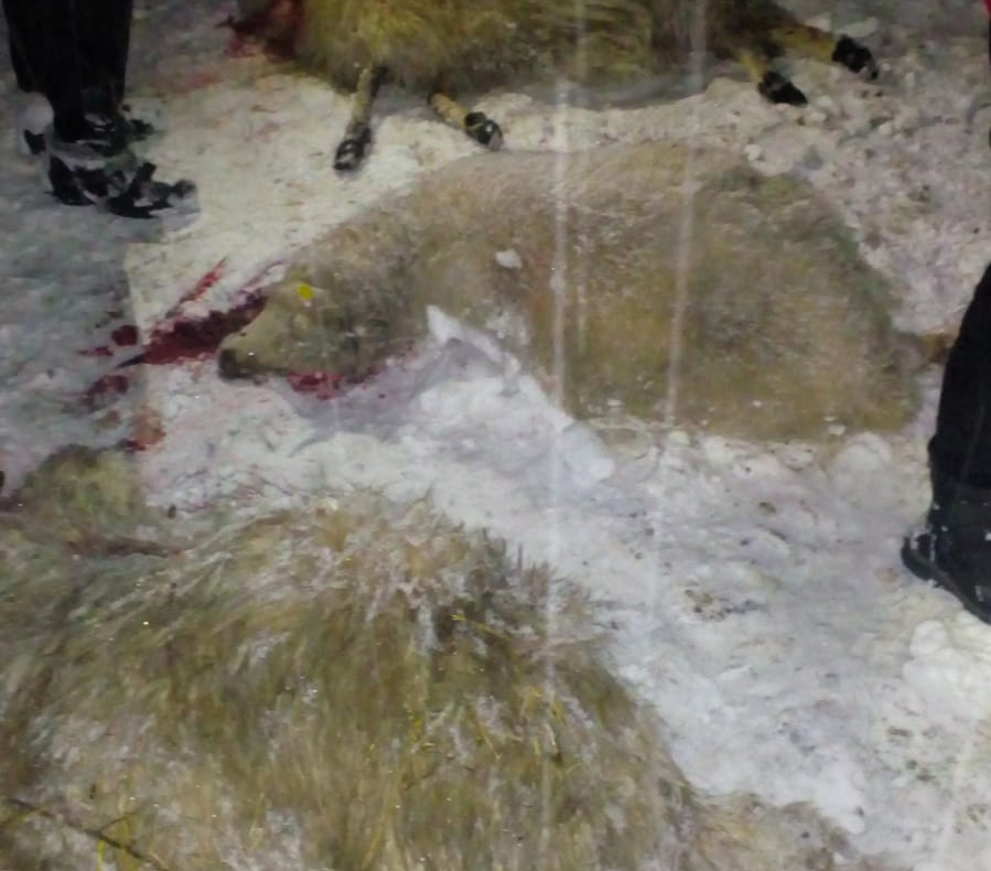 Valcău de Sus: tavanul unui saivan, prăbuşit sub greutatea zăpezii. Circa 100 de oi, surprinse sub dărâmături