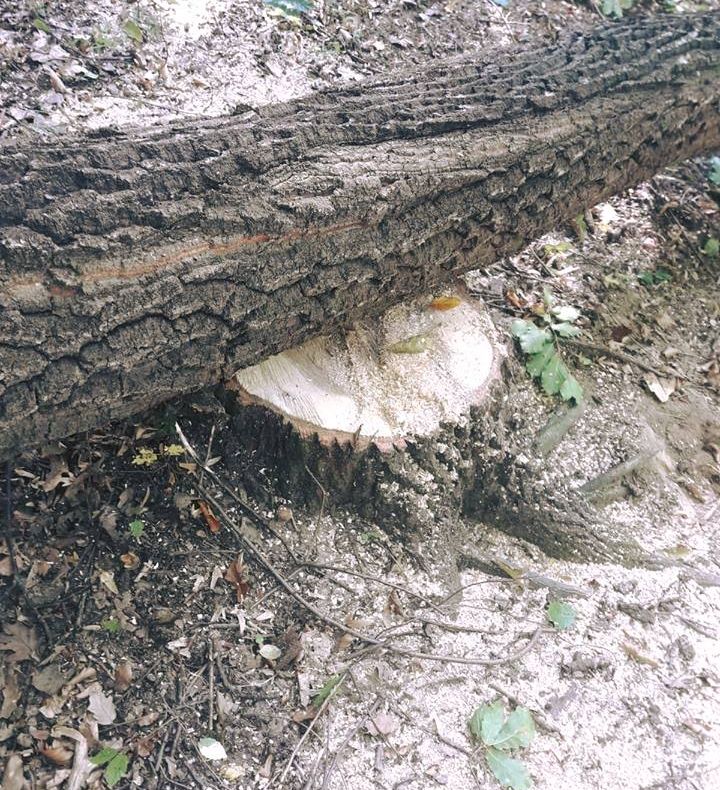 Prinşi în timp ce tăiau ilegal lemne într-o pădure din Crişeni