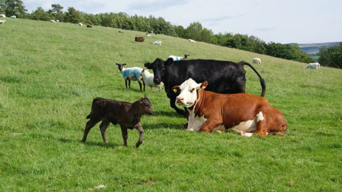 Zeci de primării din Sălaj, codaşe la amenajamentele pastorale