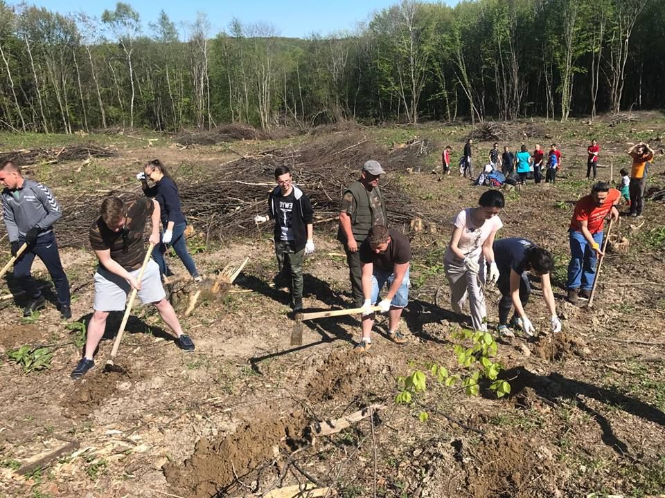 La Panic: două hectare de teren, împădurite cu 10.000 de puieţi