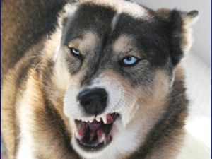 La Zalău: legat și bagat într-un sac, un câine a fost aruncat într-o pubelă