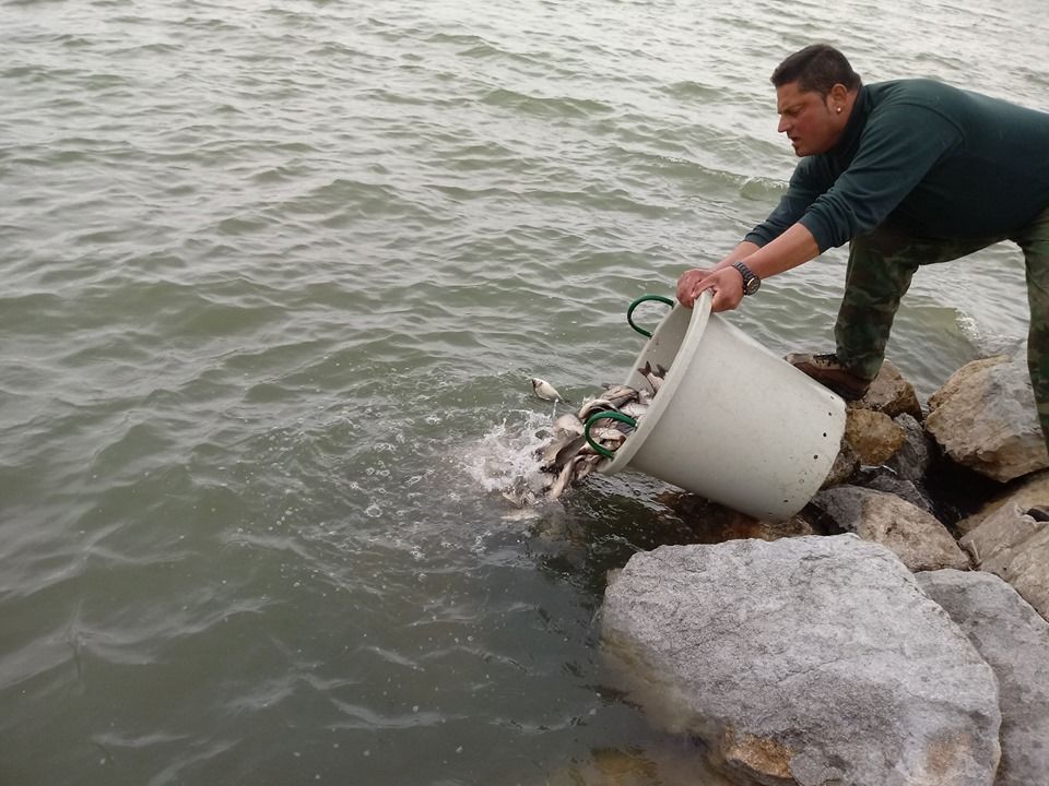 O tonă de pește, eliberată în lacul Vârșolț pentru repopulare