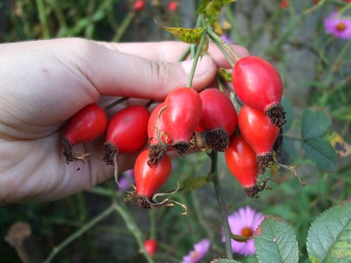 Direcţia Silvică Sălaj cumpără fructe de pădure de la populaţie. Marfa, trimisă la export