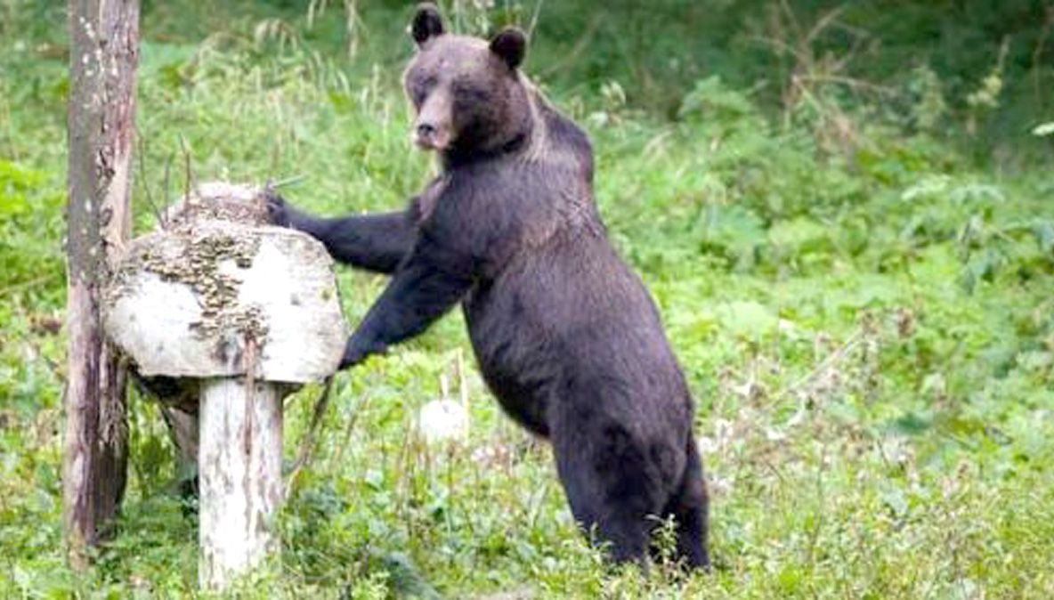 Panică în comuna Hida. Noaptea trecută, o gospodărie  a fost ’’vizitată’’ de un urs