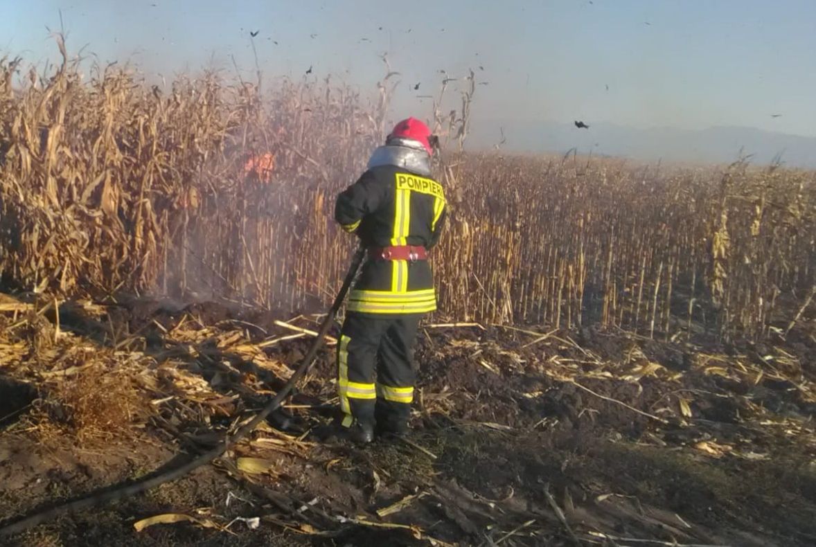 Trei hectare de porumb, mistuite de flăcări într-un incendiu la Băbeni