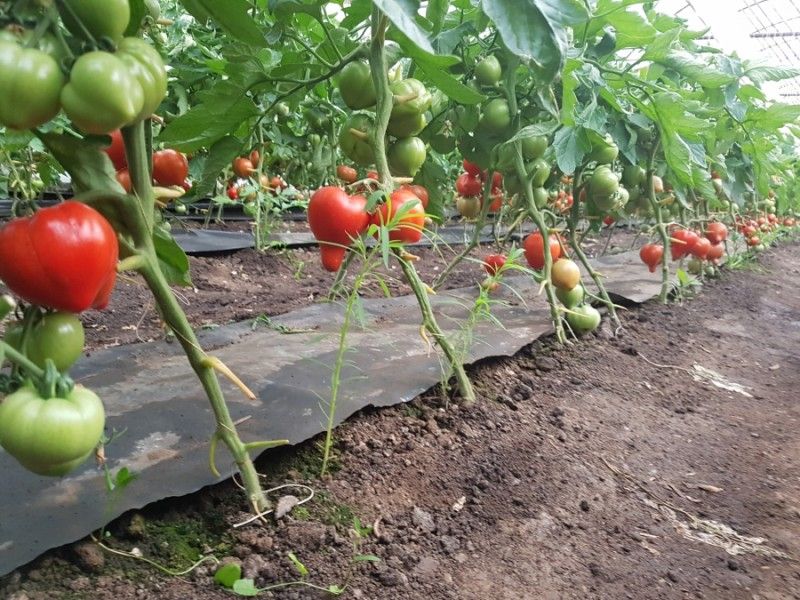 Sprijin financiar pentru sălăjenii care cultivă roşii în spaţii protejate. 3.000 de euro anual