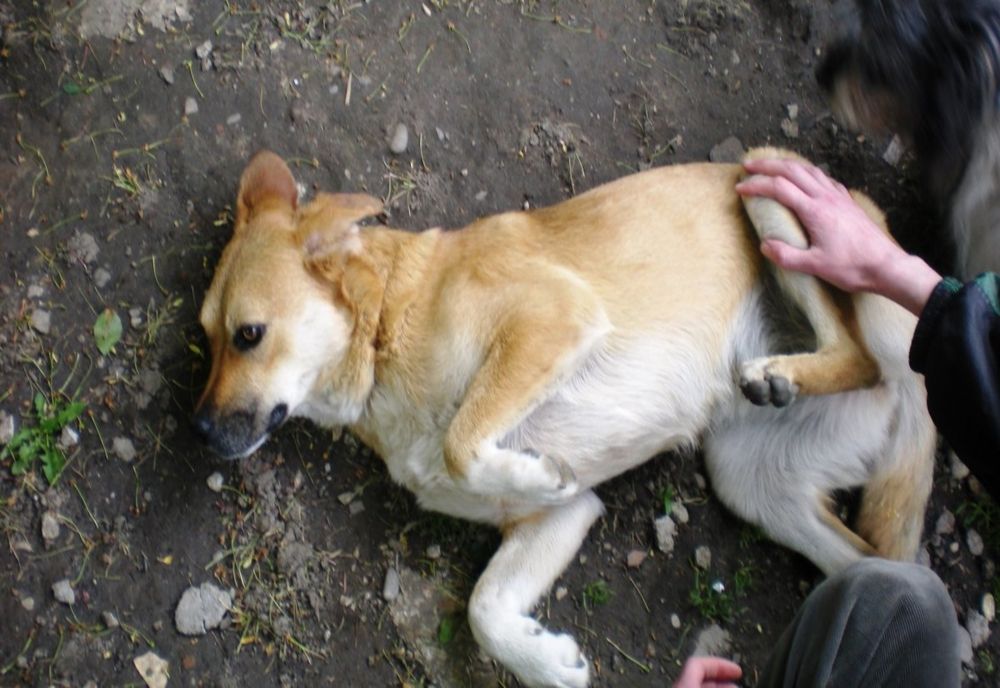 Vela promite înființarea Poliției Animalelor!