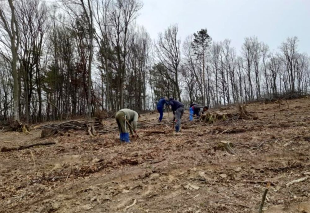 3.500 de puieți de gorun plantați în pădurea municipiului Zalău