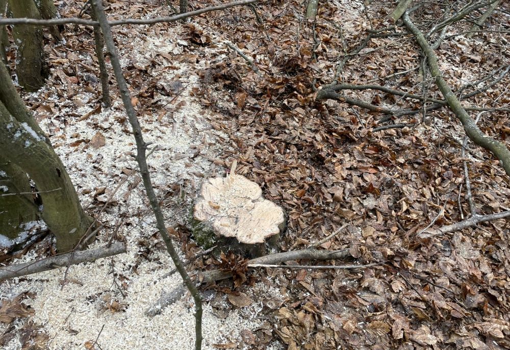 Tânăr din Mal, prins de jandarmi că a tăiat ilegal arbori