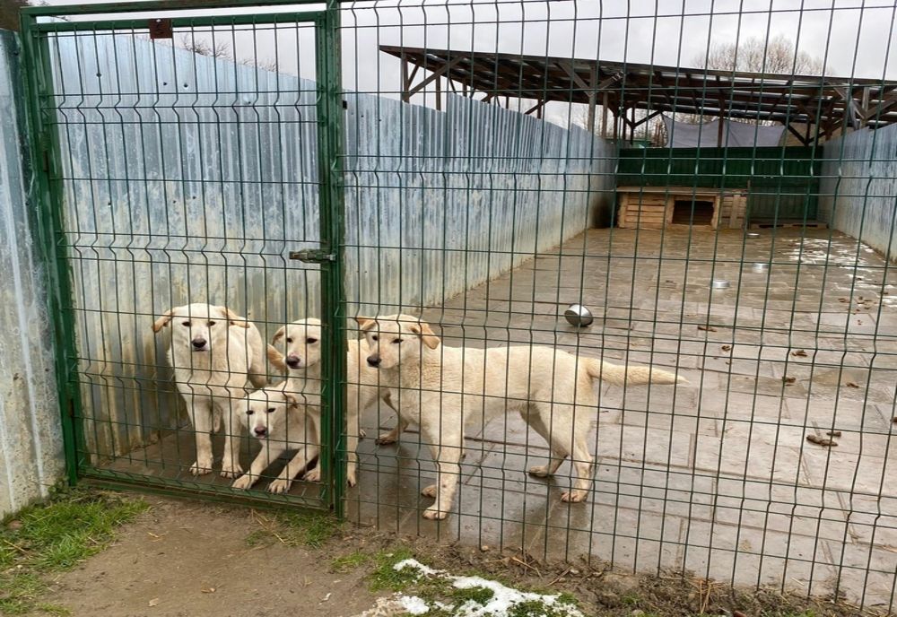 Adăpost de câini din Dragu, verificat de polițiști! Au fost aplicate amenzi de peste 50.000 lei