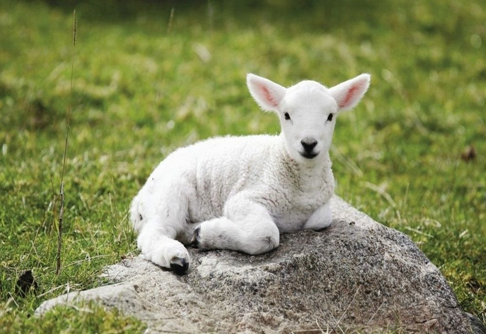 De ce e mai scump mielul de Paște în 2023 - Drama fermierilor români și lipsa măsurilor statului, dezvăluite la România Suverană