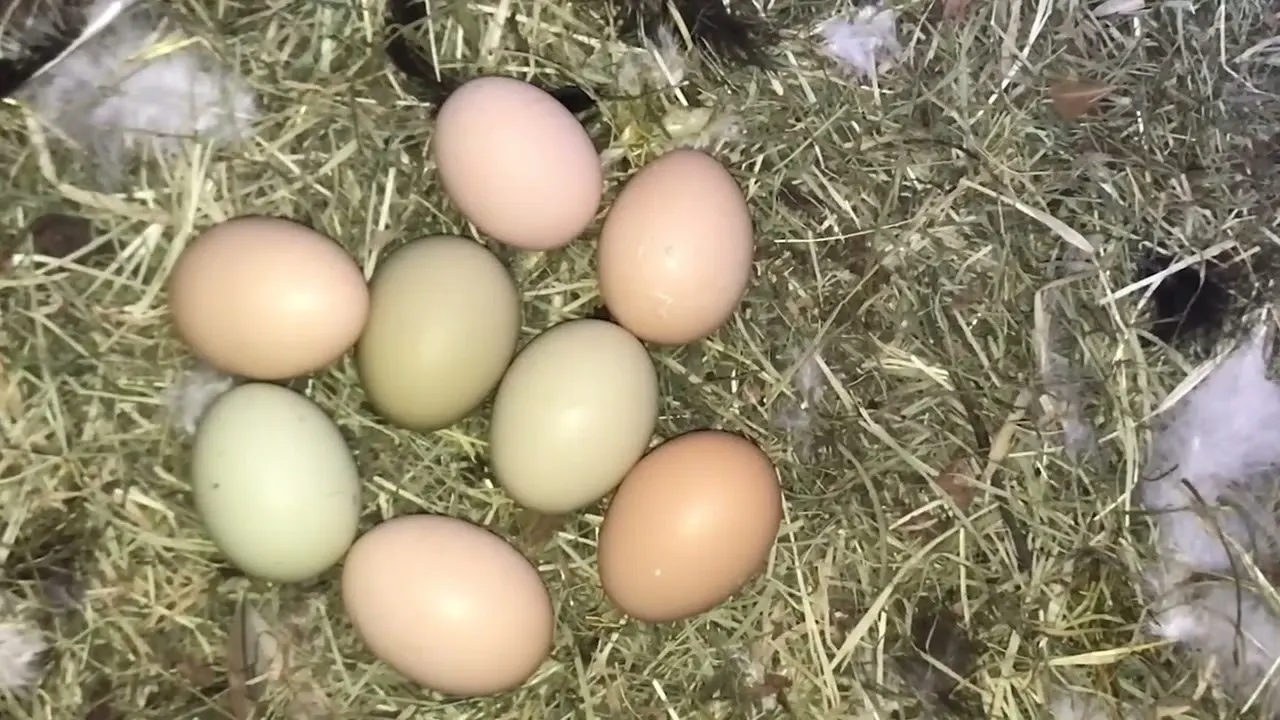 Tot mai mulți români se mută de la oraș la sat pentru o viață mai ieftină