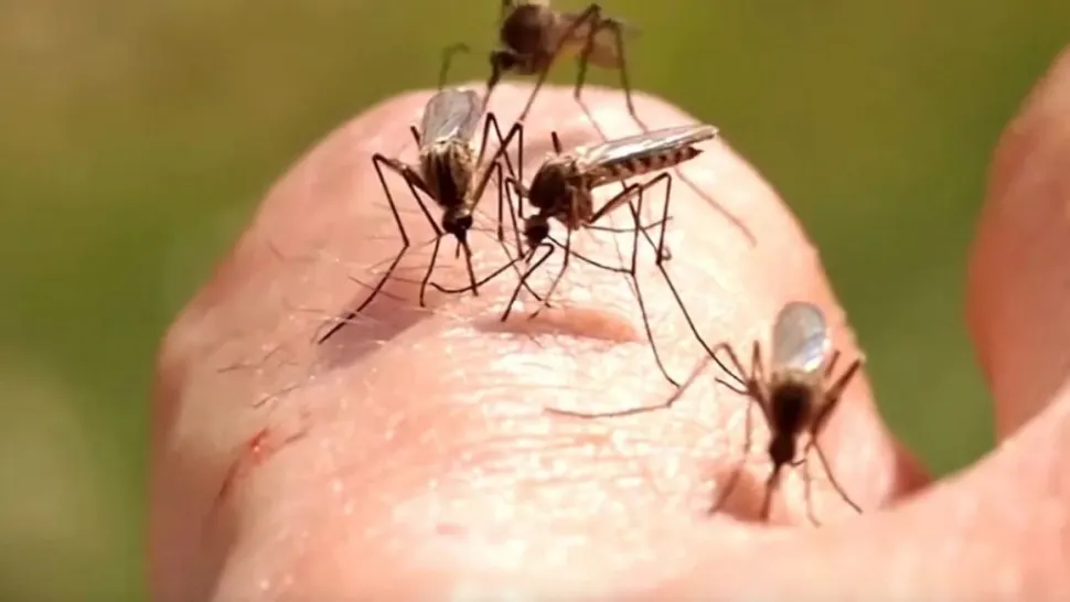  West Nile