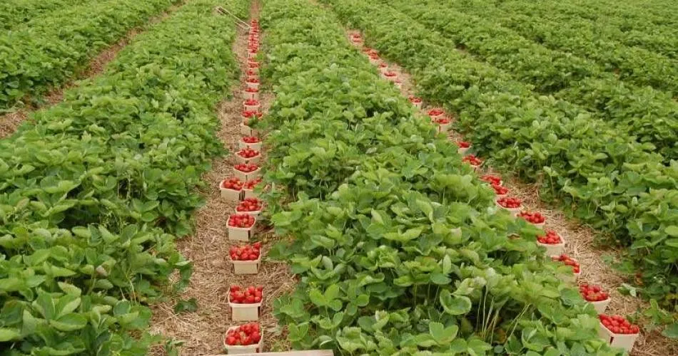 fără titlu