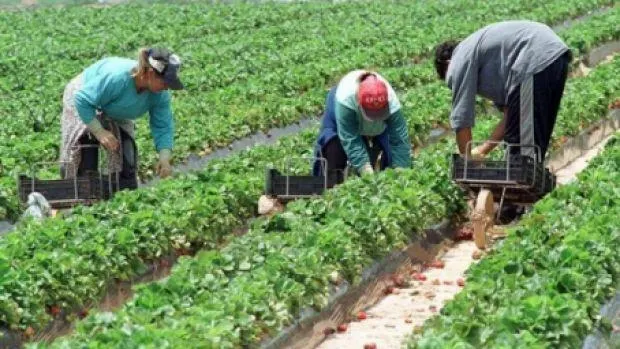 agricultura-3