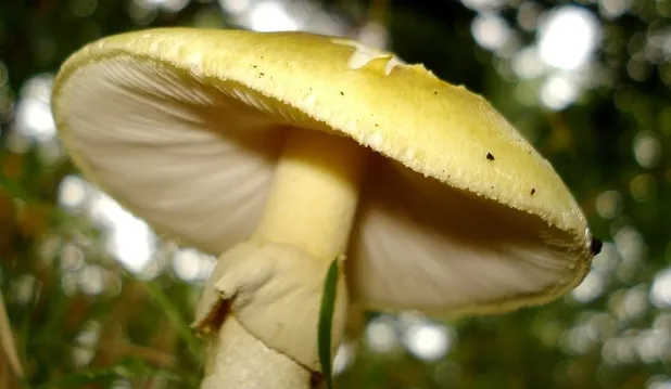 ciuperci R
