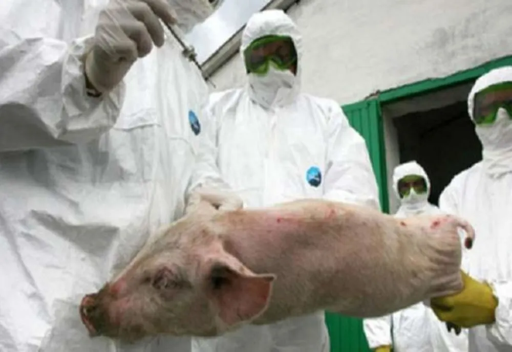 Focare de pestă porcină, închise în Sălaj 
