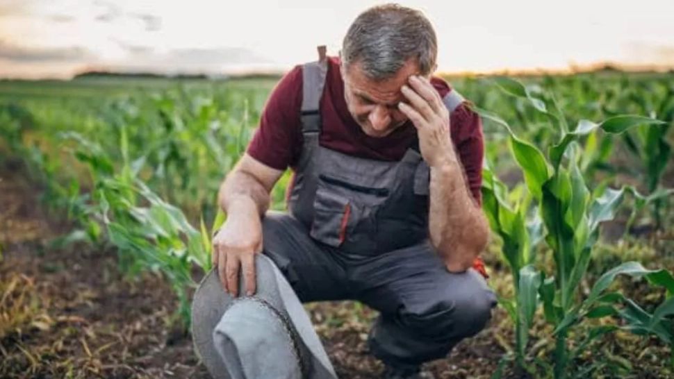 Fermierii sunt disperați