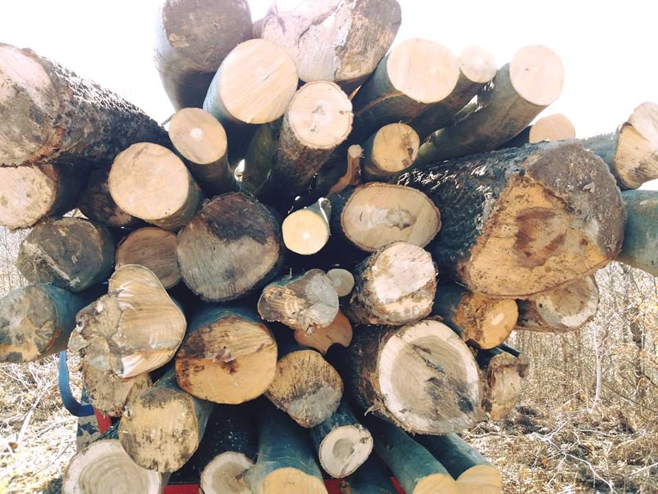 jandarmi infractiuni silvice