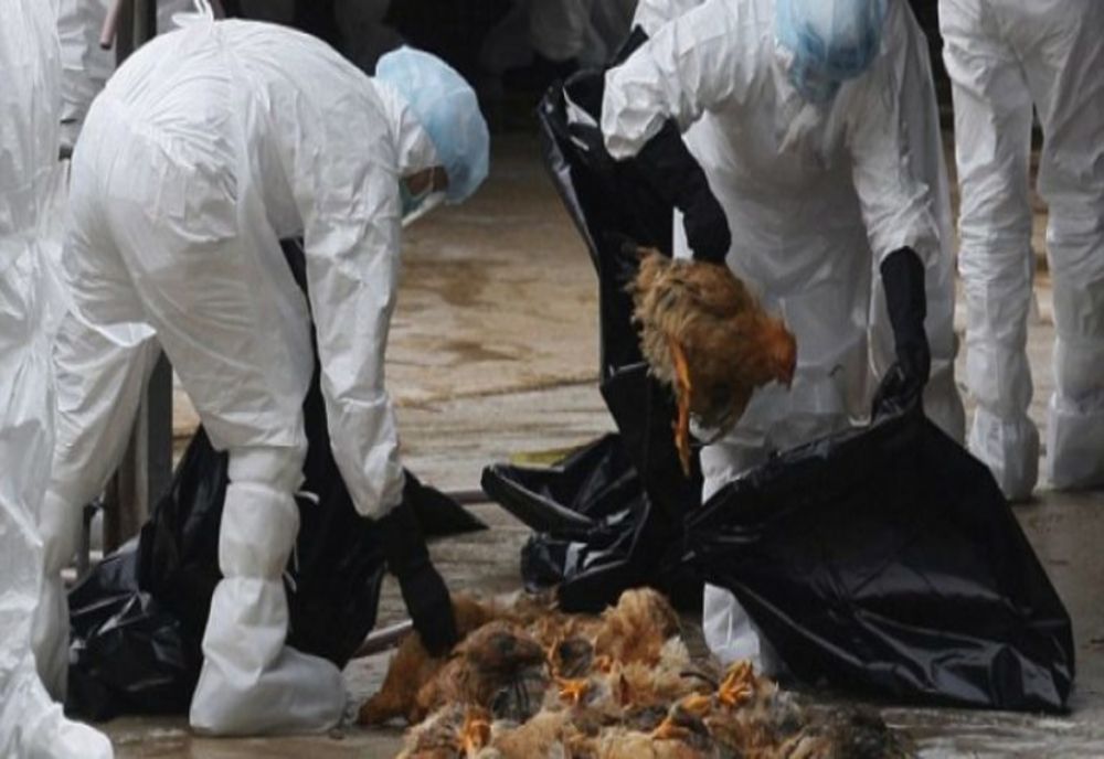 Primul focar de gripă aviară în România