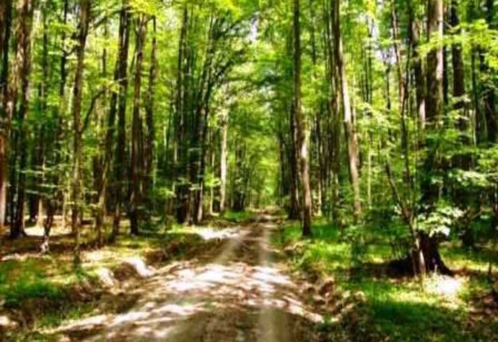 Asociația Forestierilor cere guvernului măsuri urgente