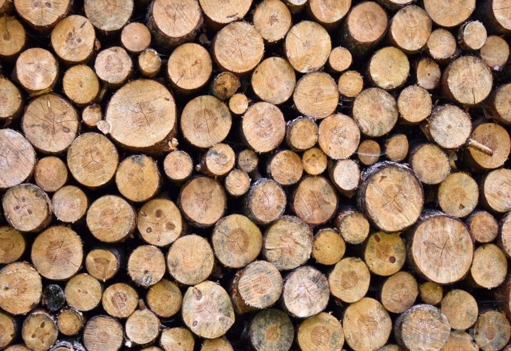 Amendă de câteva mii de lei pentru un sălăjean care transporta ilegal material lemnos