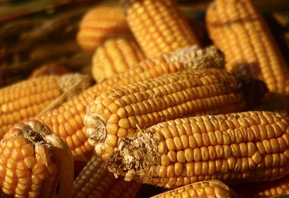 Prinși la furat porumb, doi sălăjeni s-au ales cu dosar penal