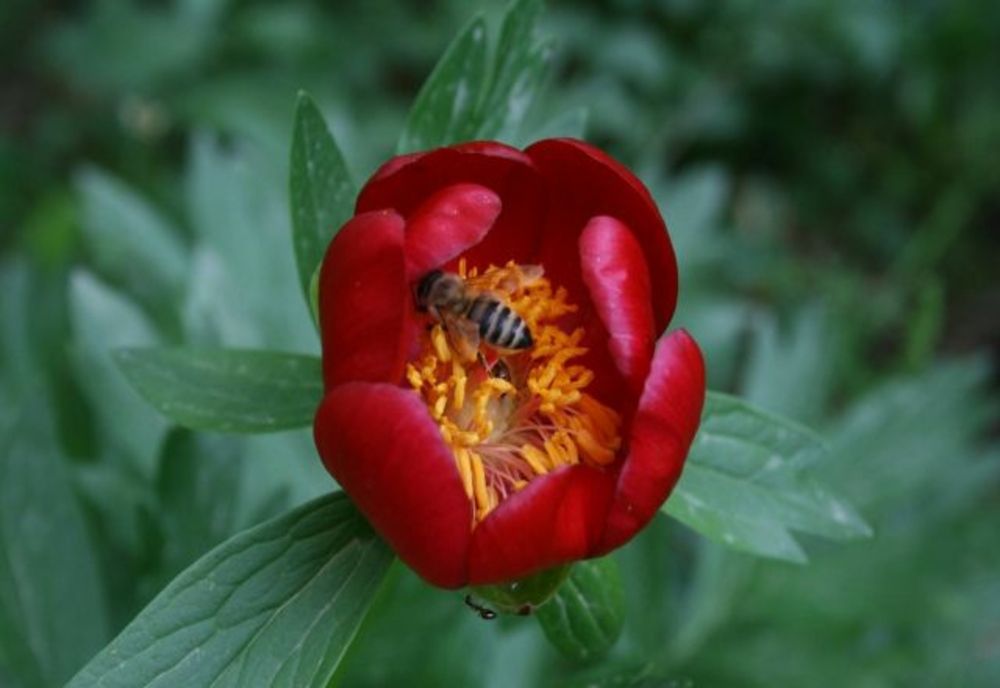 Bujorul, Floare Naţională a României 