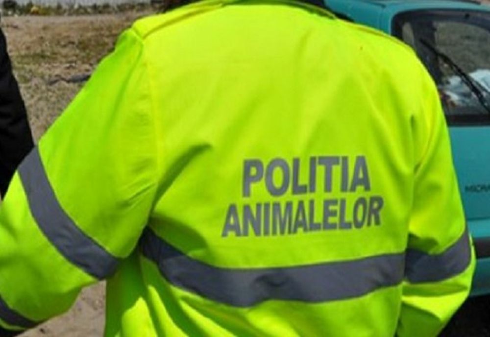 Polițiștii de la Protecția Animalelor Sălaj, în control prin județ! Ce sancțiuni au fost aplicate