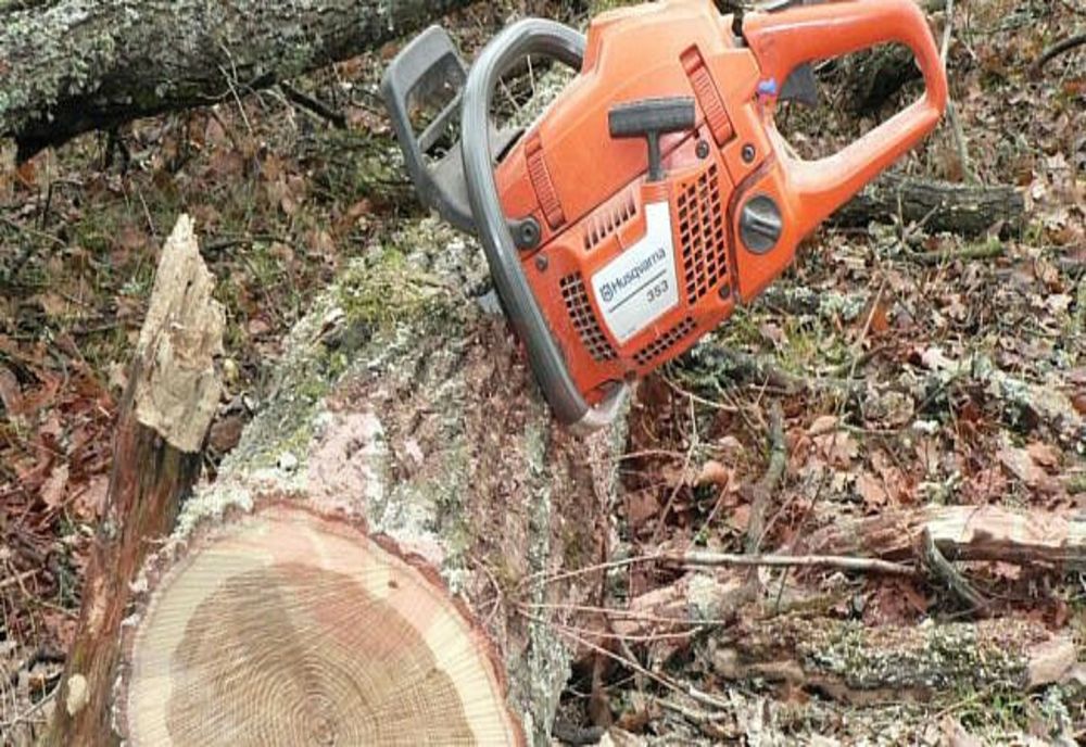 Bănuiţi de tăieri ilegale şi furt de arbori, identificaţi şi cercetaţi penal de poliţiştii sălăjeni