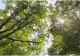 Fost pădurar obligat să plătească peste 1,24 milioane de lei. În cantonul său lipseau mii de arbori