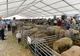 Pesta porcină africană închide târgurile în Sălaj