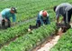 Oferte de muncă în Danemarca şi Portugalia: 200 de joburi în agricultură