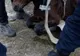 Pompierii au salvat un mânz căzut într-un bazin de apă