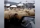 Se-ntâmplă în Sălaj: E81, blocat de o turmă de mioare